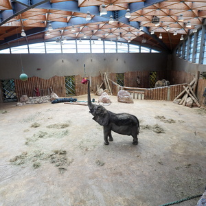 14.10.2025 Pożegnanie słonicy Kingi w poznańskim Nowym ZOO (#40)