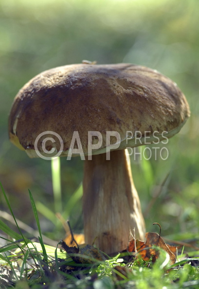 Wysyp grzybow w okolicach Poznania