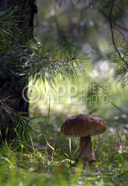 Wysyp grzybow w okolicach Poznania