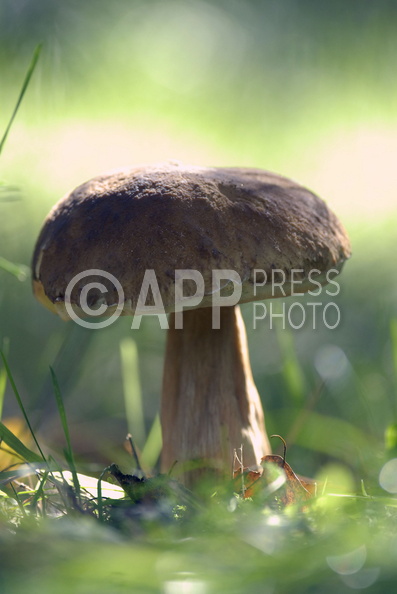 Wysyp grzybow w okolicach Poznania