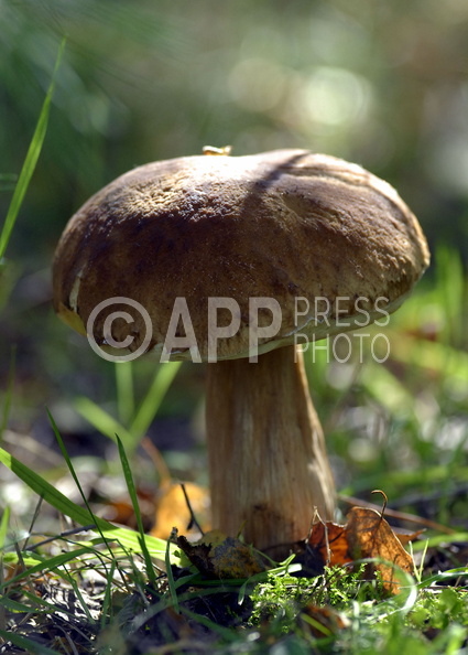 Wysyp grzybow w okolicach Poznania