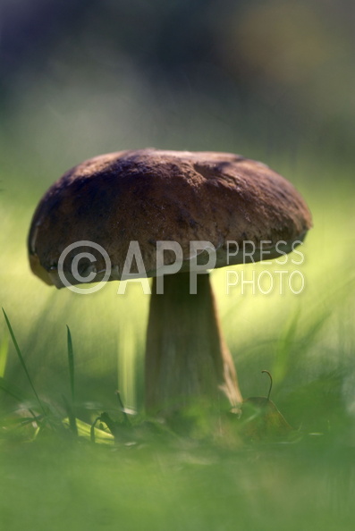 Wysyp grzybow w okolicach Poznania