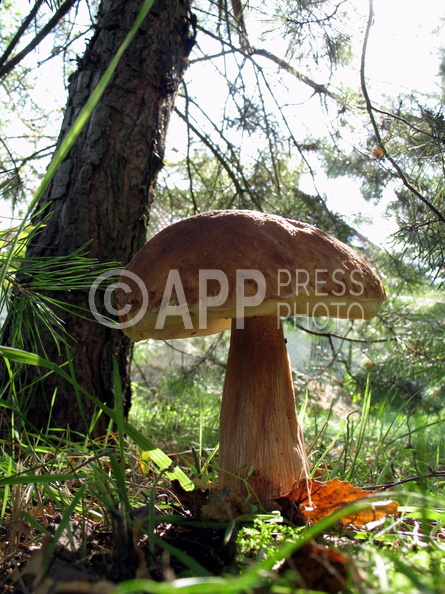 Wysyp grzybow w okolicach Poznania