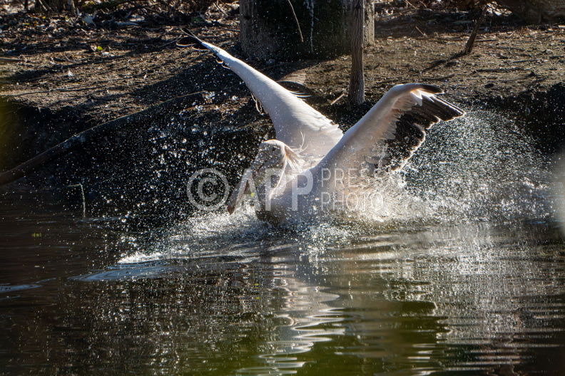 Poznan Akcja Pelikan w Nowym ZOO