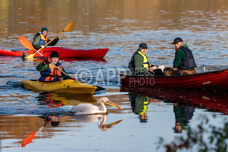 Poznan Akcja Pelikan w Nowym ZOO