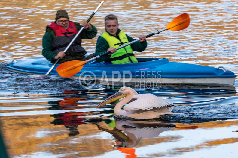 Poznan Akcja Pelikan w Nowym ZOO