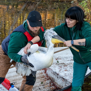 Akcja Pelikan w poznańskim Nowym Zoo (#42)