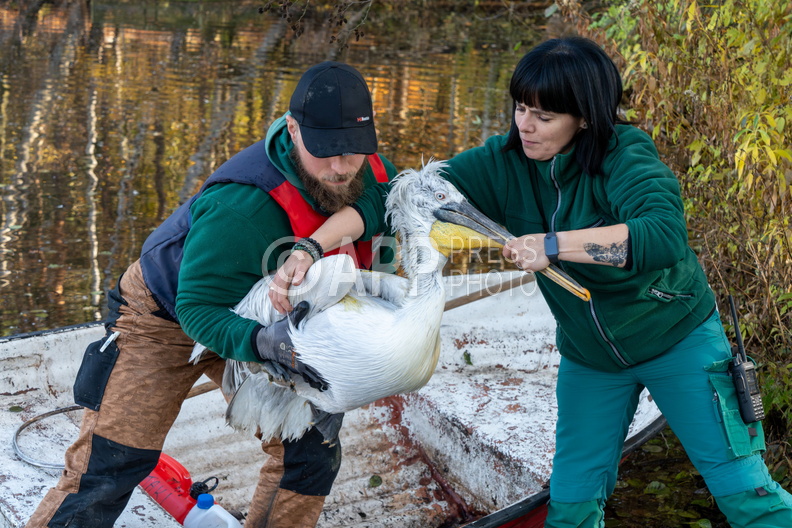 Poznan Akcja Pelikan w Nowym ZOO