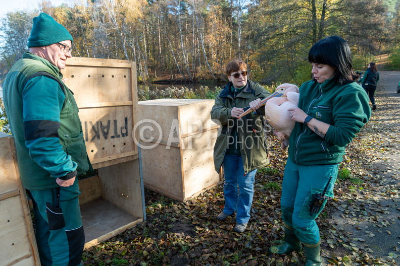 Poznan Akcja Pelikan w Nowym ZOO