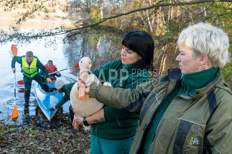 Poznan Akcja Pelikan w Nowym ZOO