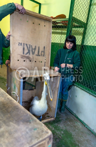 Poznan Akcja Pelikan w Nowym ZOO