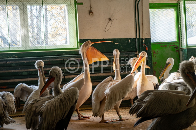 Poznan Akcja Pelikan w Nowym ZOO