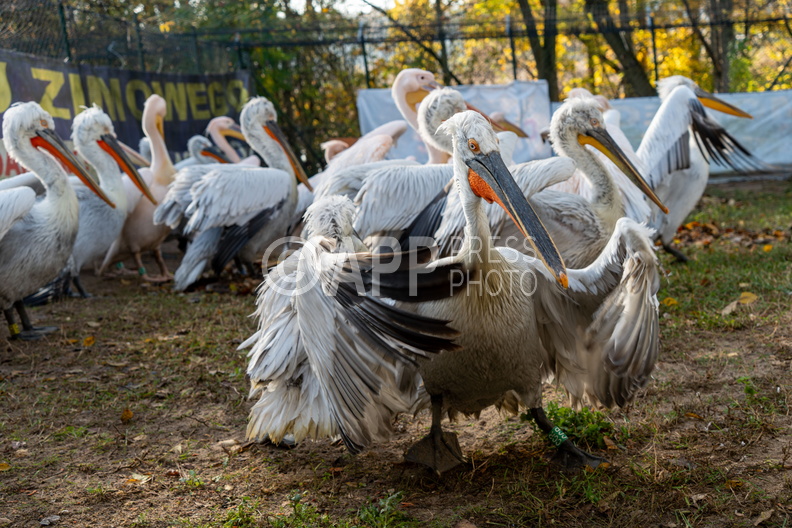 Poznan Akcja Pelikan w Nowym ZOO